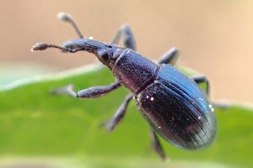 Réf. 330 983 : Aspidapion aeneum